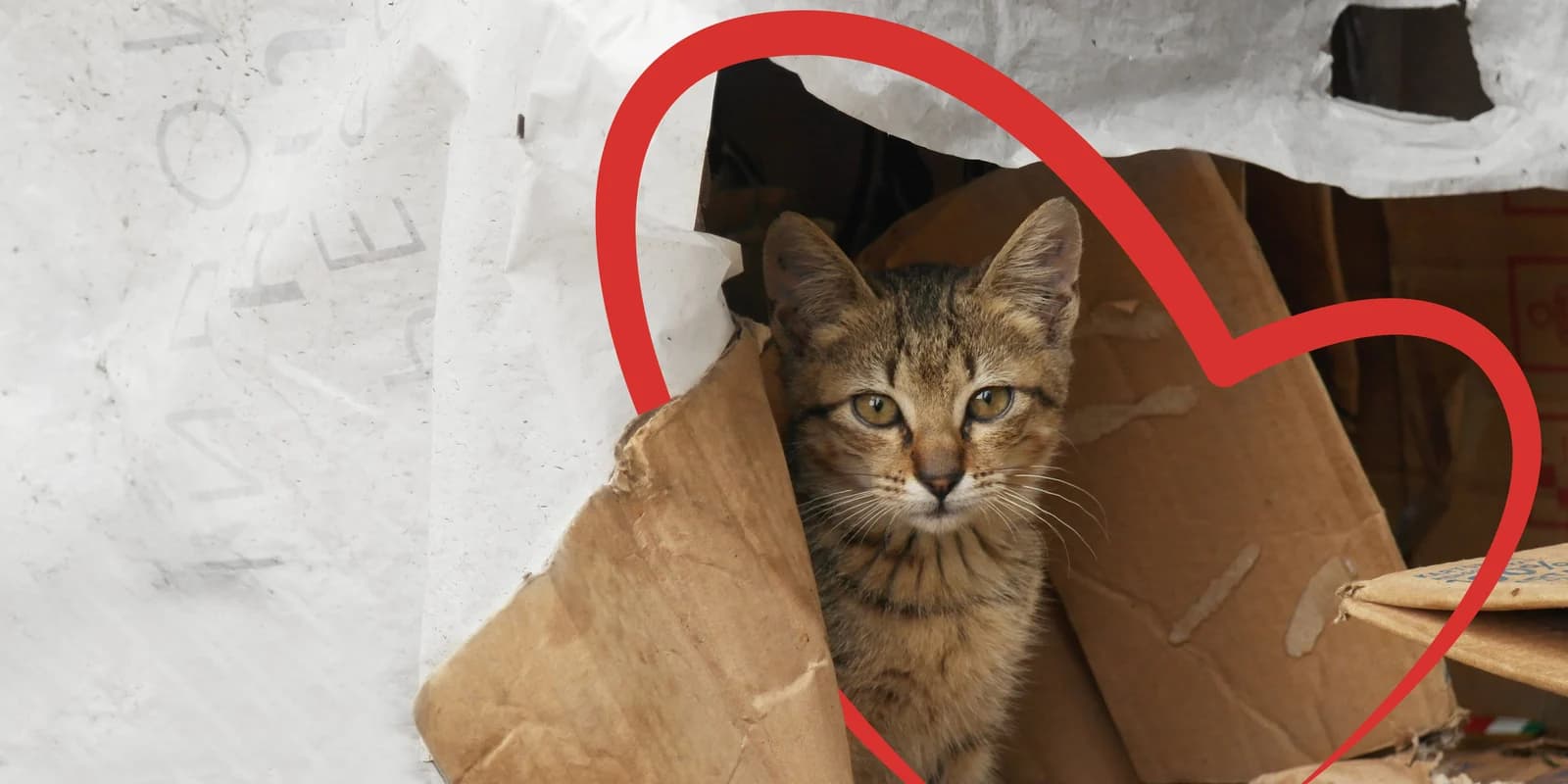 PETKIT HELP - the medium that channels our expertise into initiatives that provide relief, resources, and hope to pets facing hardships.